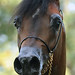 Jeff Schall Photo 22