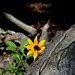 Susan Stump Photo 35
