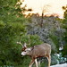 Shana Buck Photo 14