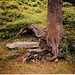 Elizabeth Root Photo 23
