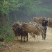 Trinh Ho Photo 18