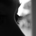Donna Lash Photo 11