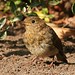 Robin Younger Photo 19