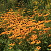 Susan Field Photo 45