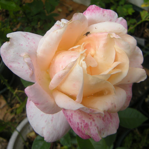 Victoria Douglas Photo 40