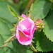 Earl Rose Photo 18