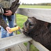 Pat Corning Photo 16