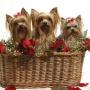 Nancy Byers Photo 22