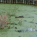 Milton Gross Photo 10