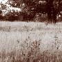 Thomas Mcmahan Photo 25
