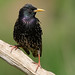 Summer Starling Photo 7