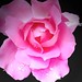 Rose Le Photo 19