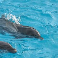 Debra Burt Photo 23