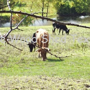 Steve Culp Photo 17
