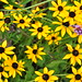 Susan Reed Photo 51