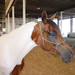 Lisa Halter Photo 12
