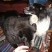 Christine Battaglia Photo 12