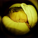 Diana Vega Photo 8