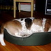 Clyde Small Photo 11