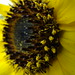Flora Sun Photo 30