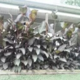 Tracy Blankenship Photo 7