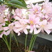 Sharon Lillie Photo 5