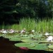 Anne Pond Photo 14