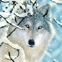 Cheryl Morrill Photo 25