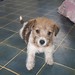 Jack Russell Photo 28