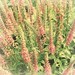 Veronica Flowers Photo 25