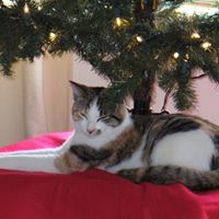 Cynthia Hamrick Photo 10
