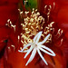 Debra Flowers Photo 13