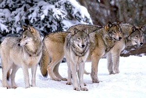Wayne Wolfe Photo 38