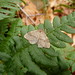 Bruce Hodges Photo 2