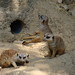 Debbie Mears Photo 12