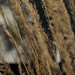 Sharon Grass Photo 14