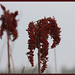 Lorrie Winters Photo 10