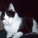 Charlie Tyson Photo 12