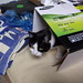 Bob Pack Photo 19