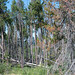Nelson Woods Photo 4