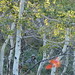 Jeff Pedersen Photo 48