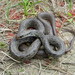 Victoria Etheridge Photo 13