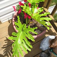 Debra Webber Photo 5