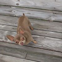Debra Potter Photo 7