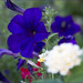 Carol Shouse Photo 12