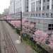 Virginia Cherry Photo 26