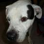 Tracie Humphrey Photo 9