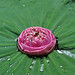 Rose Thompson Photo 34