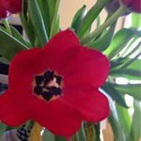 Pamela Wirth Photo 7