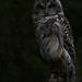 Ray Barlow Photo 32